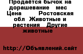 Продаётся бычок на дорашевание 7 мес › Цена ­ 20 - Ростовская обл. Животные и растения » Другие животные   